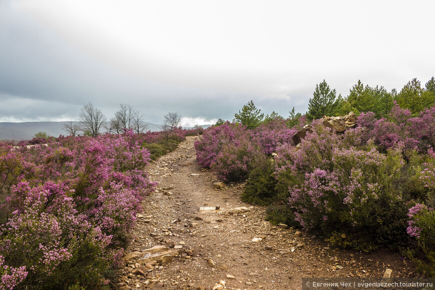 Camino de Santiago, путь паломника. Часть 4. От Асторги до Молинасеки