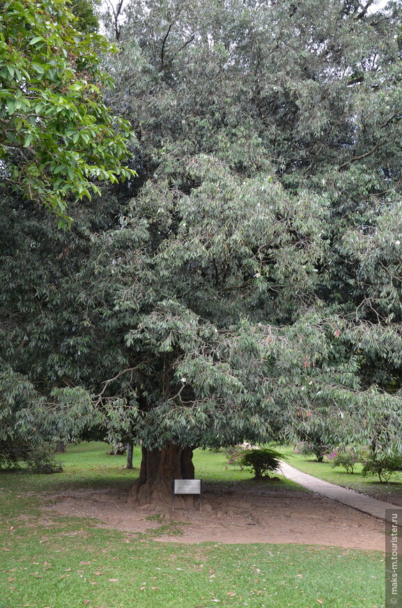 Дерево, посаженное Николаем II, в 1891 году. 