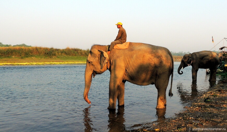 Рано утром всех слонов ведут на водопой