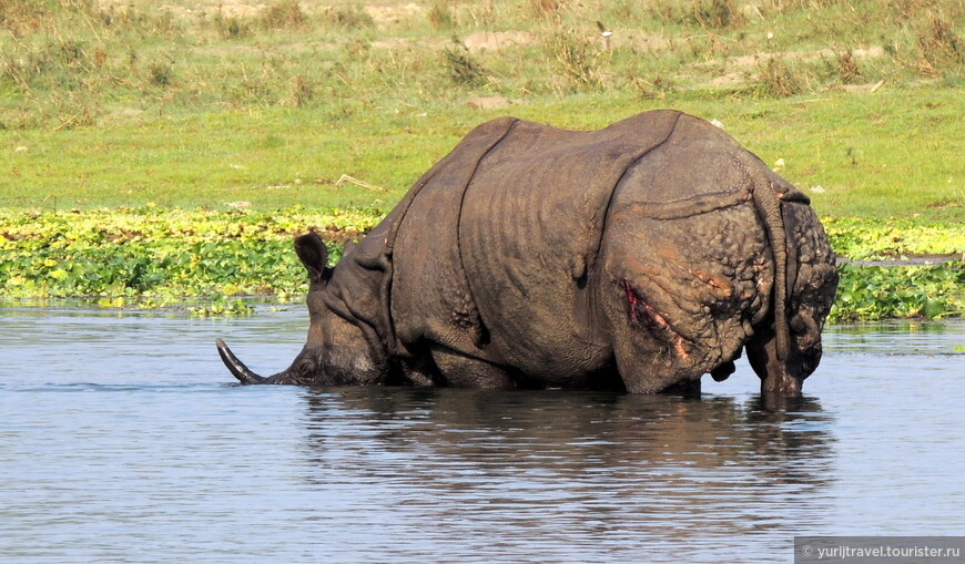 Читванский носорог очень отличается от африканского — он как будто одет в средневековые латы.
