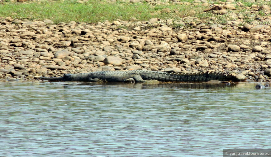 Четырехметровый читванский крокодил-гавиал любит только рыбу...
