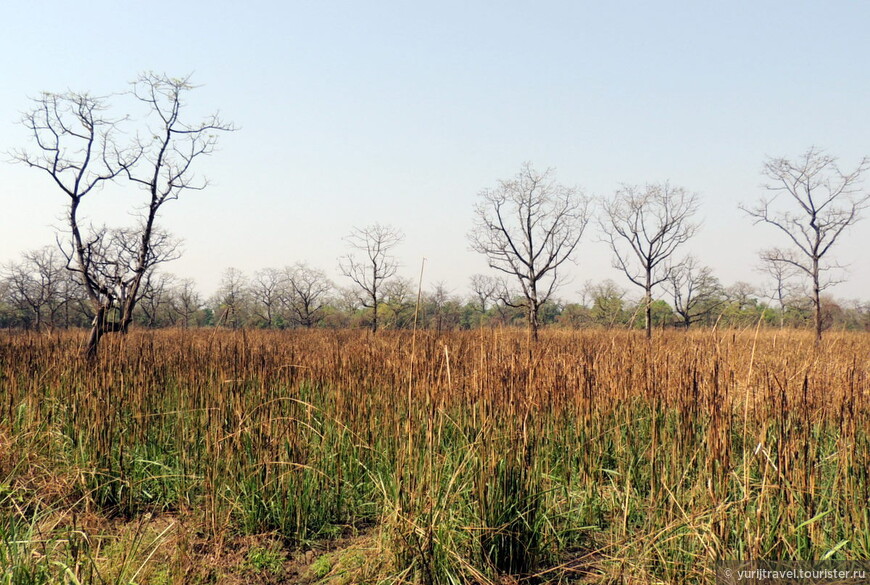 В Читванском парке практикуют выжигание старой травы