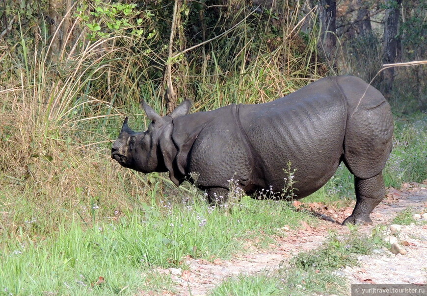 Панцирный читванский (индийский) носорог