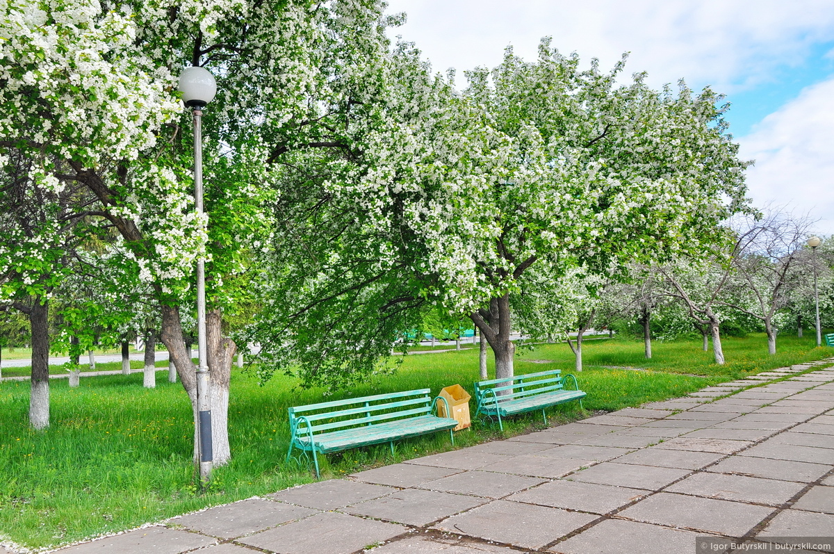 аллея акаций