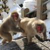 В особо холодную погоду обезьяны спускаются в город погреться и поискать продуктов.