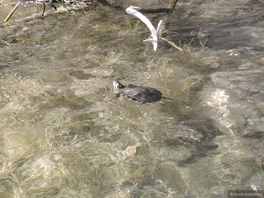 Черепашка в озере Курнас