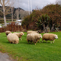 Новая Зеландия! Автобусный тур по Северному острову