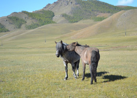 Флора и фауна Монголии