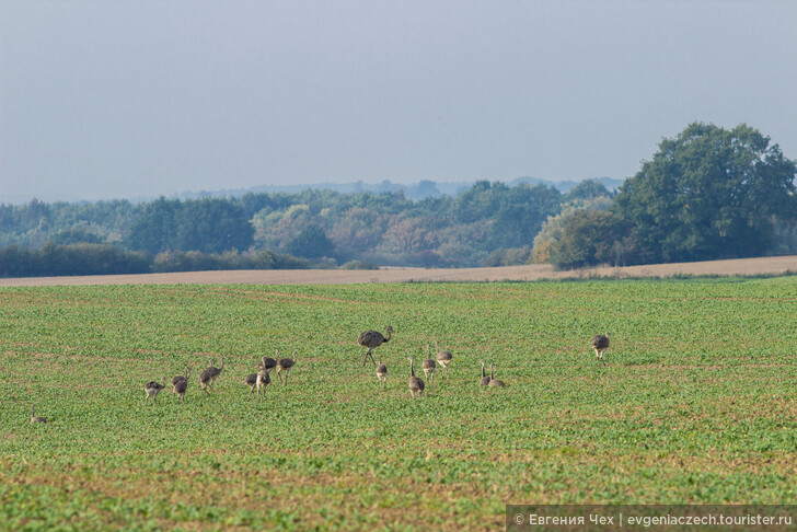 Дикие страусы на севере Германии