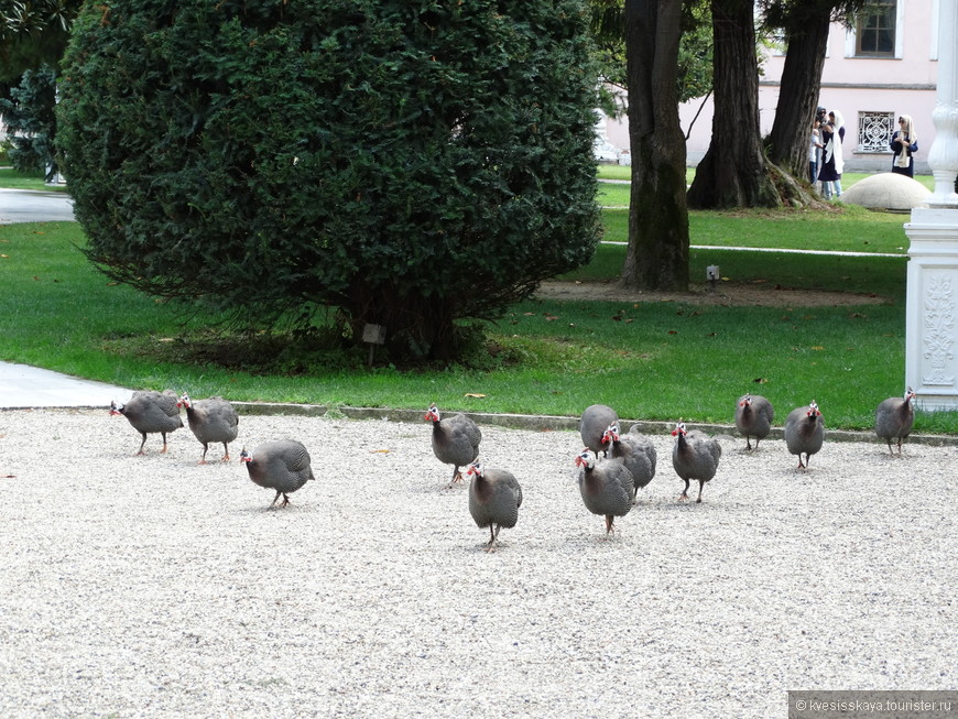 По дворцовому саду бродят тучные птицы.