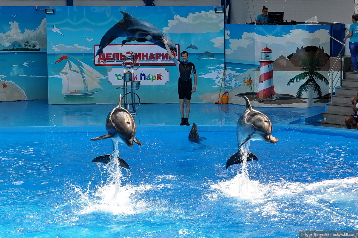 Сочи егорова 1 дельфинарий. Дельфинариум Сочи парк. Дельфинарий Адлер Сочи парк. Дельфинарий Сочи Олимпийский парк. Дельфины Сочи парк.