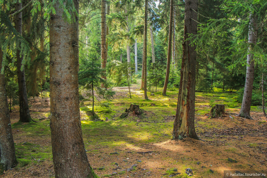 Боржоми, поднявшись  на канатке, можно прогуляться по лесу.  