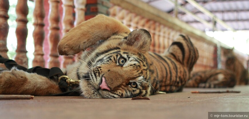 Тигры ведут себя абсолютно так же, как домашние кошки: поесть, поспать, поиграть...и все повадки, движения все идентичны, кошки есть кошки)