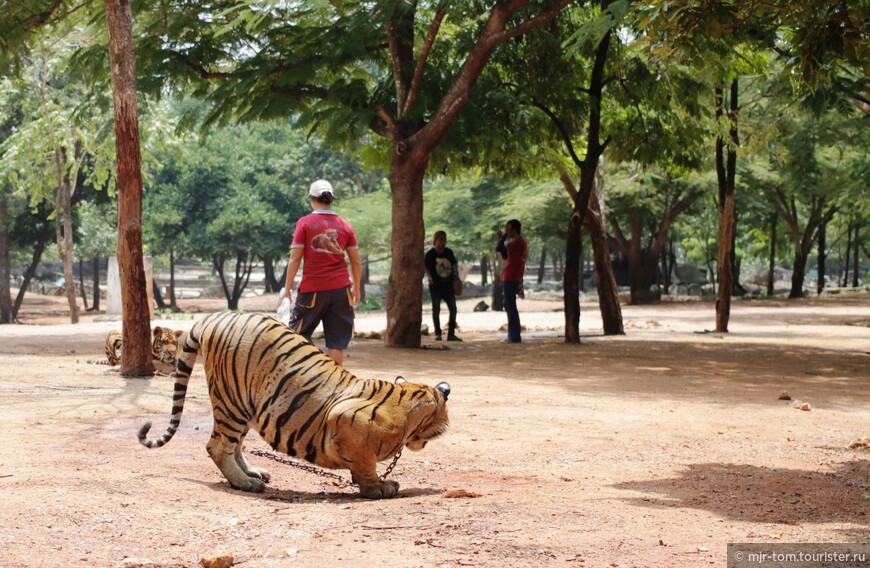 На самом деле, к тиграм ни в коем случае нельзя поворачиваться спиной!