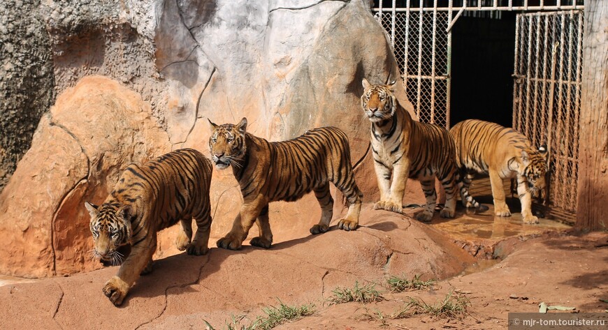Тигры, Тай, Санук-Сабай
