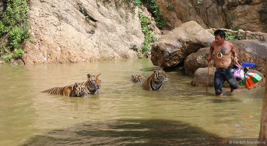 Еще одна забава для туристов - понаблюдать за резвящимися в воде взрослыми тиграми