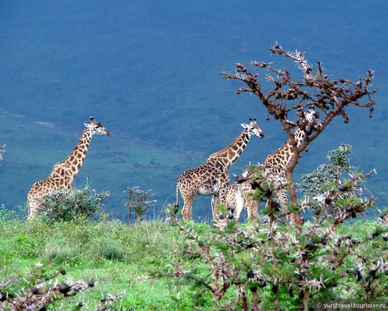 Жирафы по дороге в Серенгети