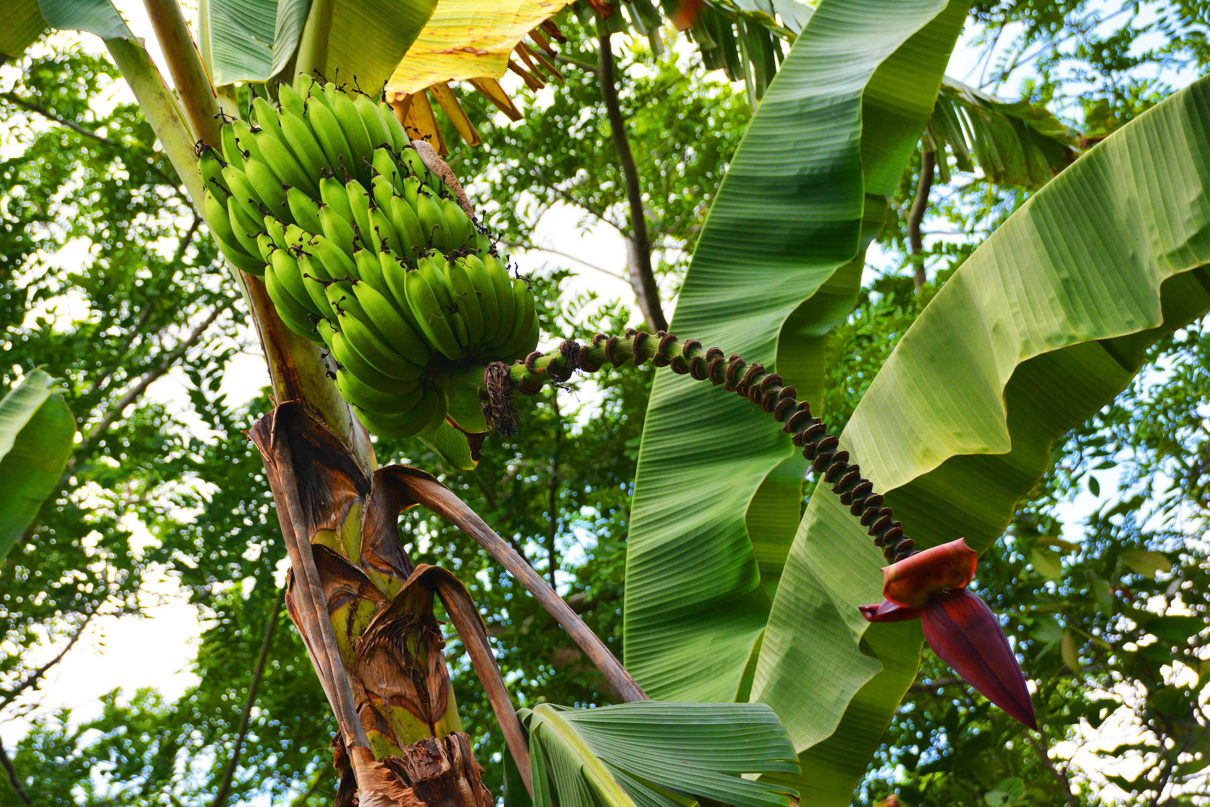 Банан это трава фрукт овощ или ягода. Банановая Пальма. Доминикана бананы. Банан Бальбиса. Банановая Пальма Доминиканская Республика.