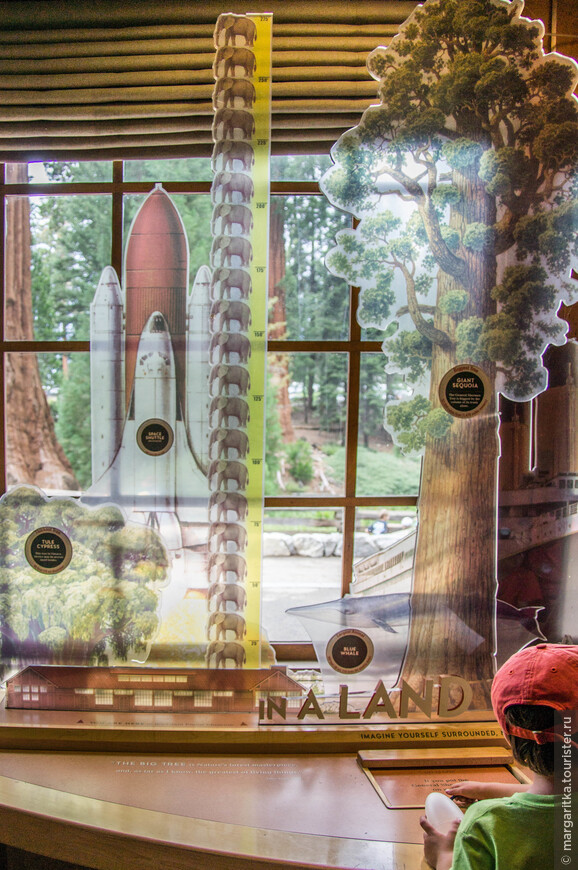 Музей Леса Гигантов в национальном парке Секвойя. Калифорния. США