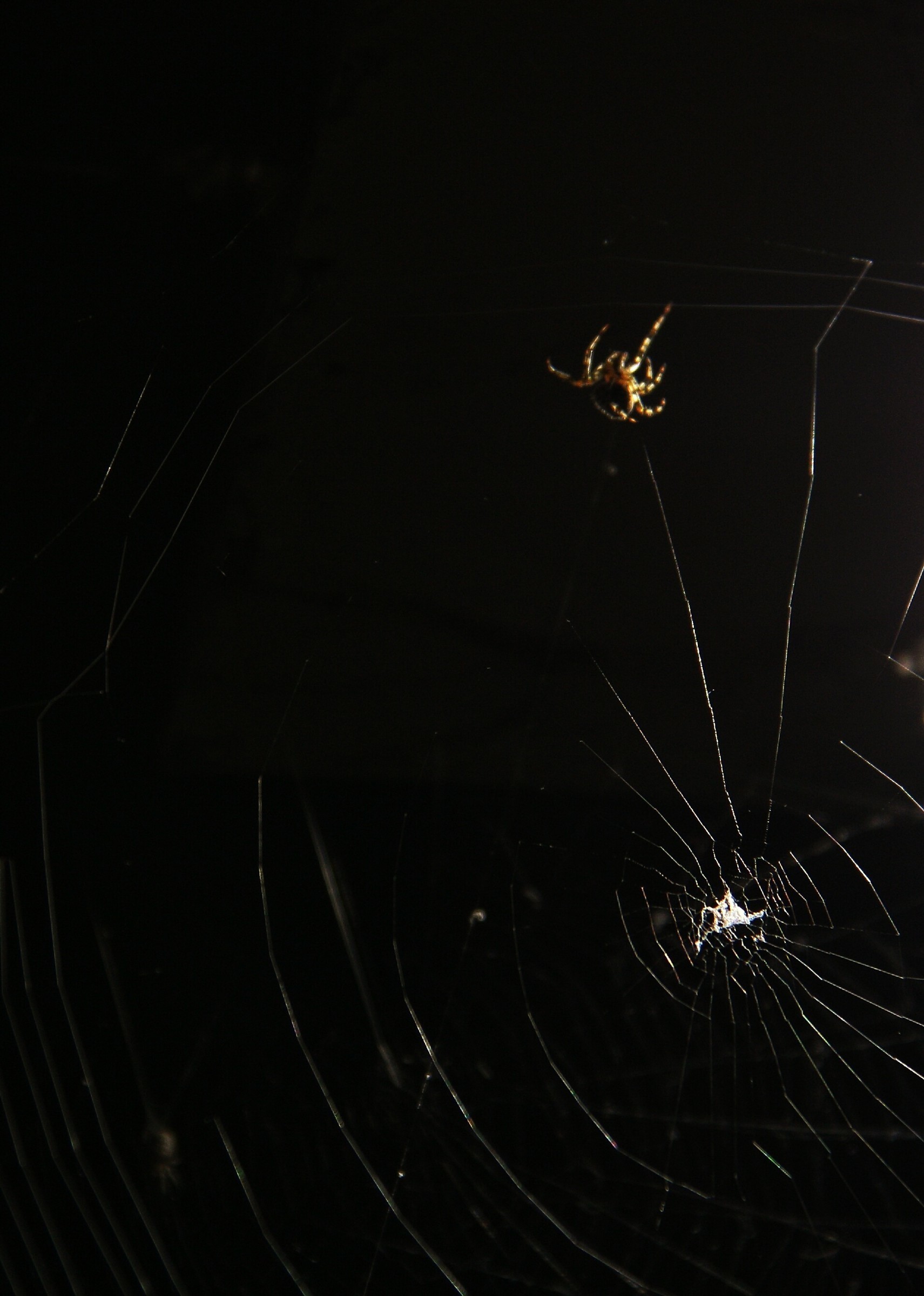Увидеть паука ночью. Ночные пауки. Паук ночью. Ночной черный паук.
