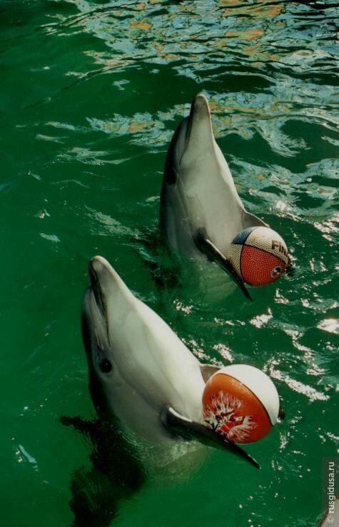 Дельфины - чудо природы