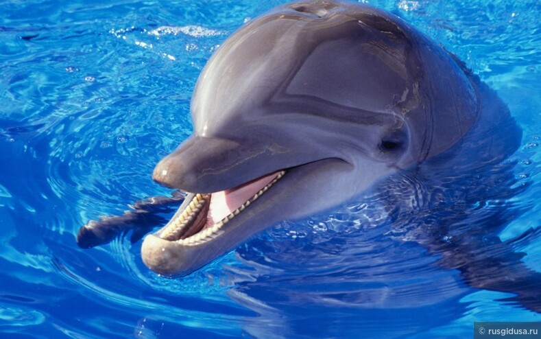 Дельфины - чудо природы
