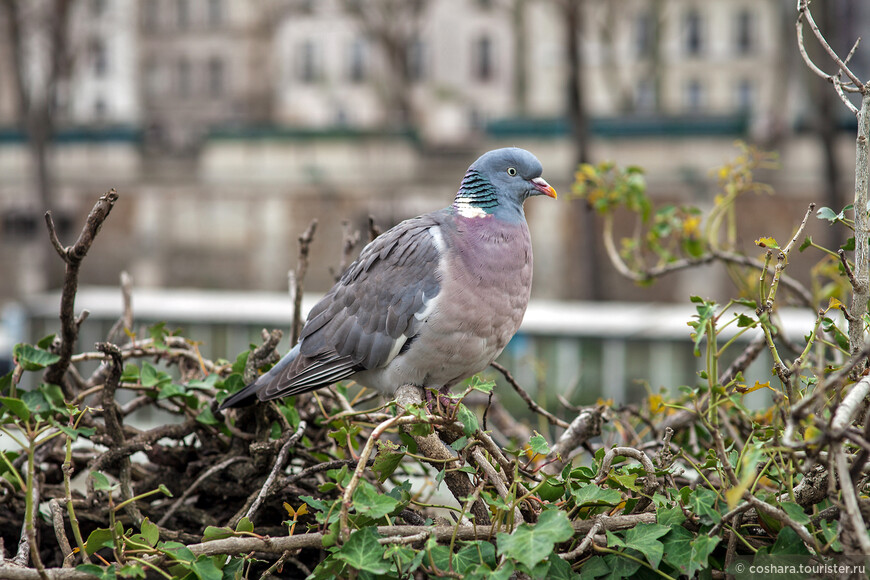 Под небом Парижа. Notre-Dame de Paris