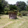 Ботанический сад рядом с Сиенфуэгос - пальма в юбке.