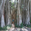 Ботанический сад рядом с Сиенфуэгос, шагающее дерево.