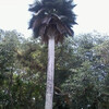 Ботанический сад рядом с Сиенфуэгос, пальма- пальчики Коперника, при ветре листья постукивают .