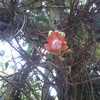 Ботанический сад рядом с Сиенфуэгос, так цветёт Ядровое дерево.