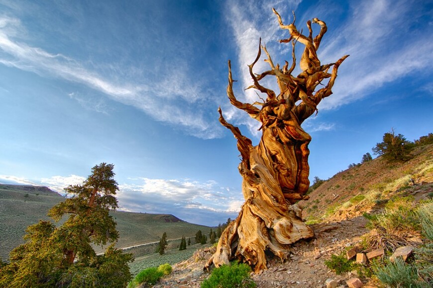 Мафусаил - самое старое из ныне живущих деревьев в мире