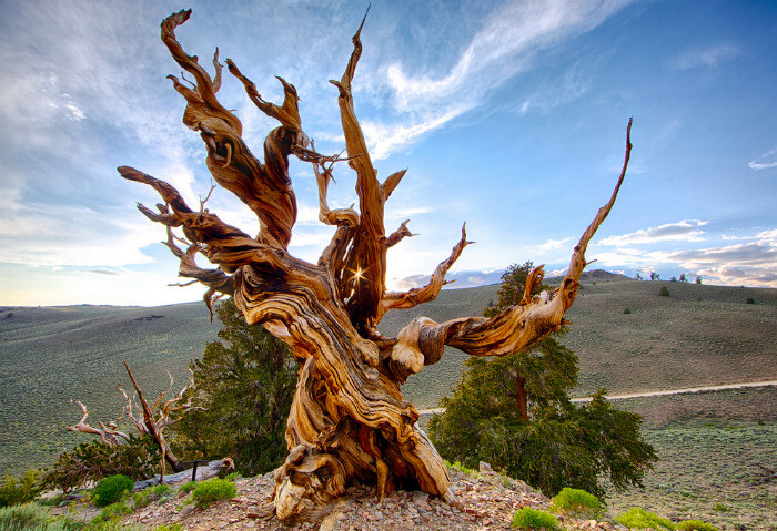 Мафусаил - самое старое из ныне живущих деревьев в мире