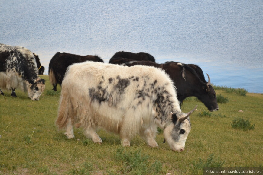 Монголия. В национальном парке Хорго-Тэрхийн-Цагаан-Нуур