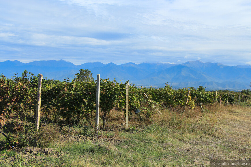 Кахетия-край долин, виноградных плантаций и вина! 