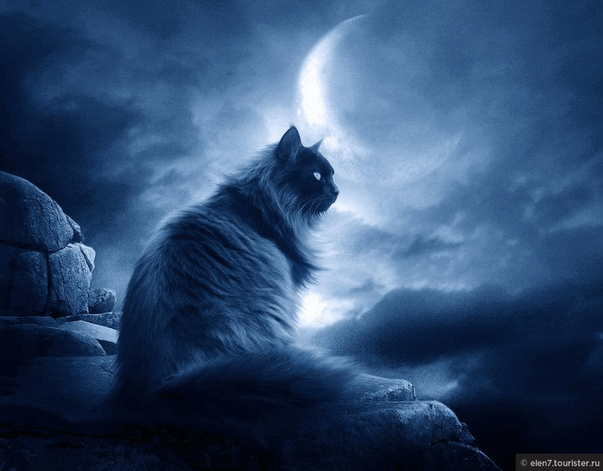 Сияние Луны в кошачьих глазах!
