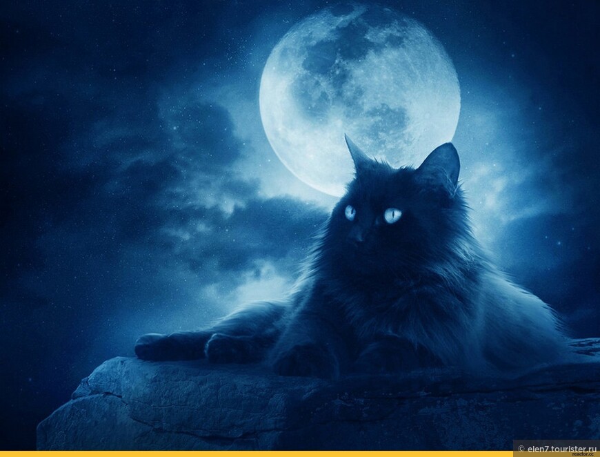 Сияние Луны в кошачьих глазах!