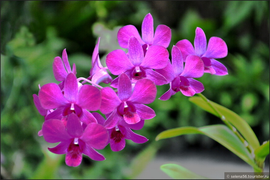 Местная красавица. В отеле много клумб, цветущих кустарников.Есть большое тепличное хозяйство и небольшой  сад орхидей.