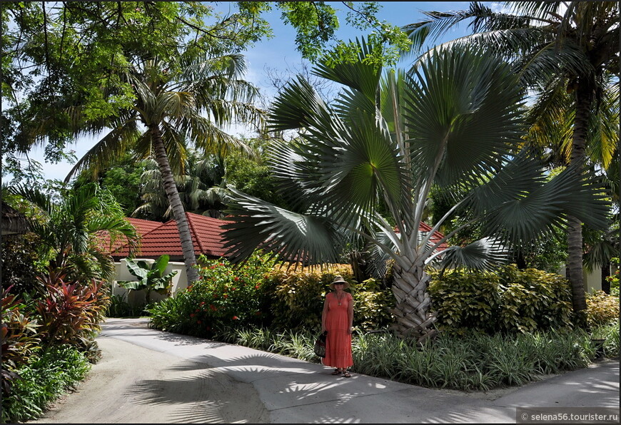 Территория отеля вся утопает в зелени. Больше всего  красивых кокосовых пальм (