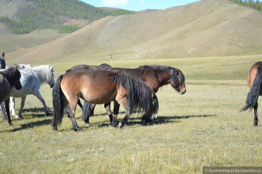 Монголия. Преодолевая Хангайские горы