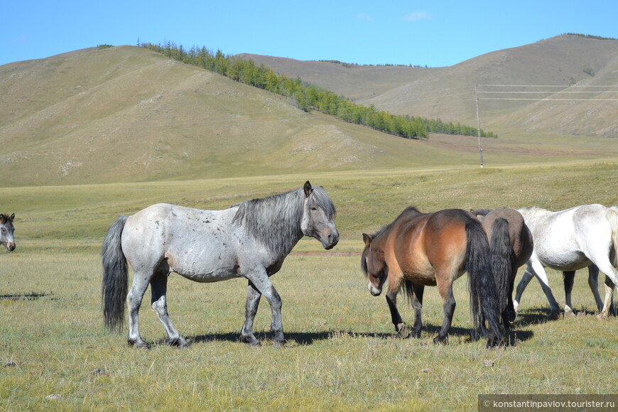 Монголия. Преодолевая Хангайские горы