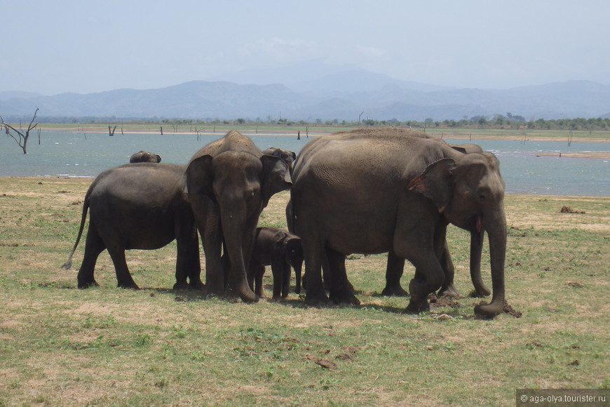 Шри-Ланка - вторая часть путешествия: национально-парковая