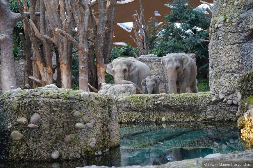 Зоопарк в Цюрихе на радость и взрослым и детям!