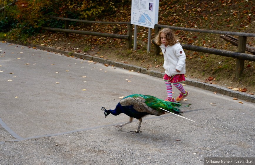 Зоопарк в Цюрихе на радость и взрослым и детям!
