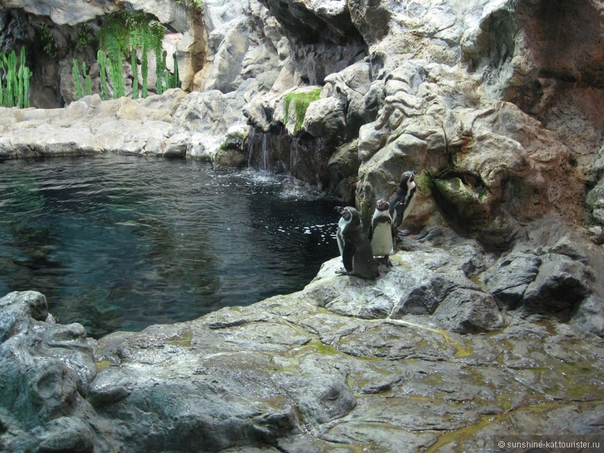 Канары. Тенерифе — Остров Вечной Весны. Часть 4. Лоро-Парк — самый-самый Зоопарк
