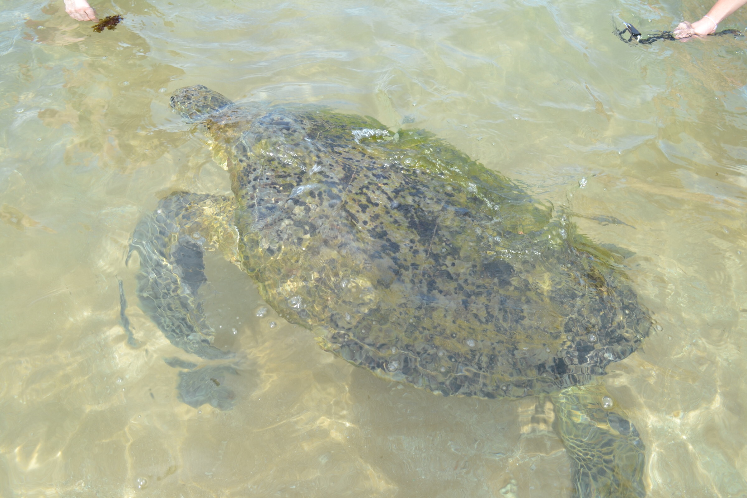 Унаватуна пляж с черепахами. Хиккадува Черепаший пляж. Хиккадува Шри Ланка черепахи. Пляж Хиккадува Шри Ланка черепахи. Черепаший пляж Шри Ланка Унаватуна.