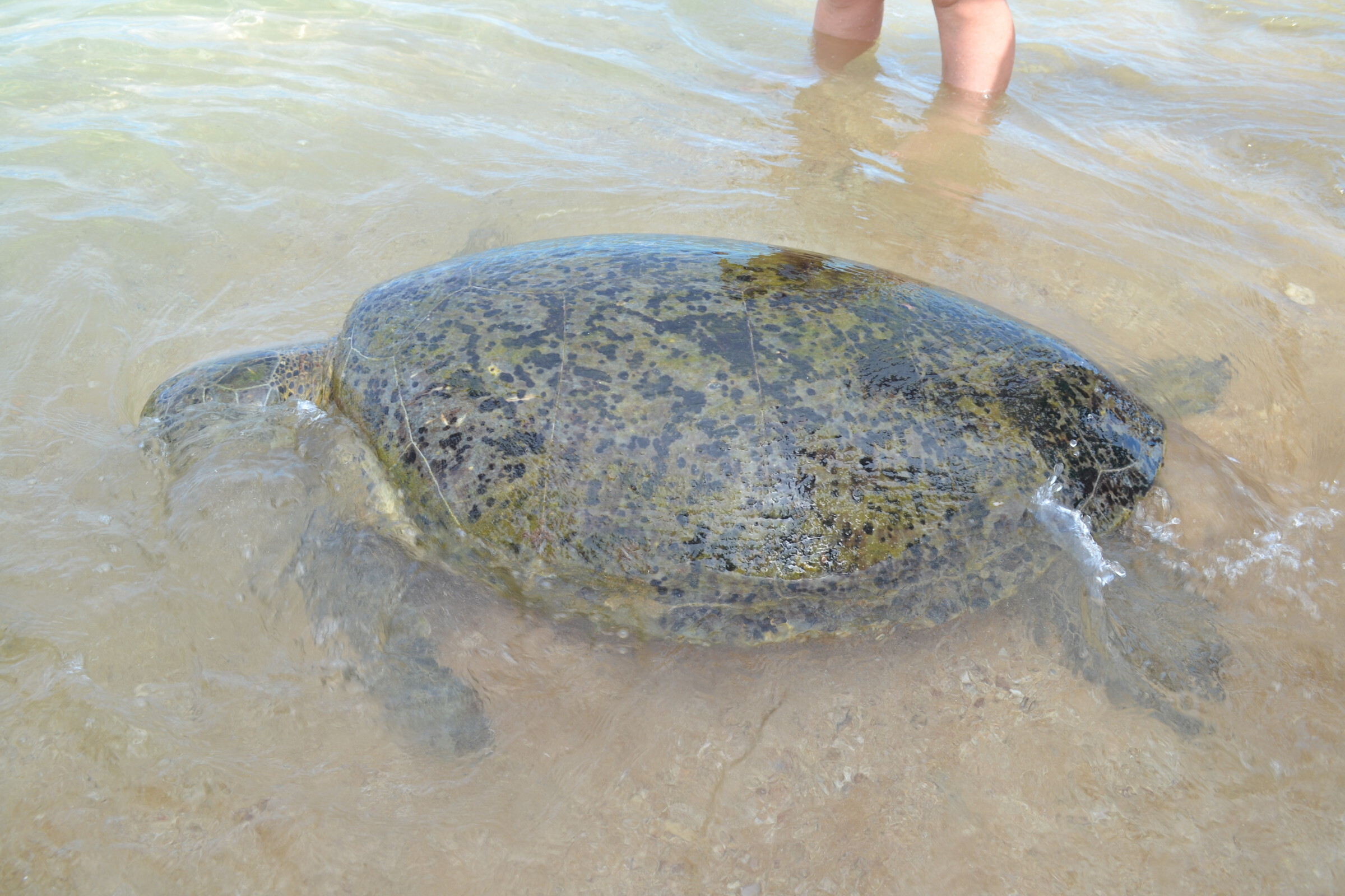Пляж черепах на шри ланке. Хиккадува Шри Ланка черепахи. Морские черепахи Шри Ланка. Черепахи в Хиккадуве. Черепаший пляж Шри Ланка.