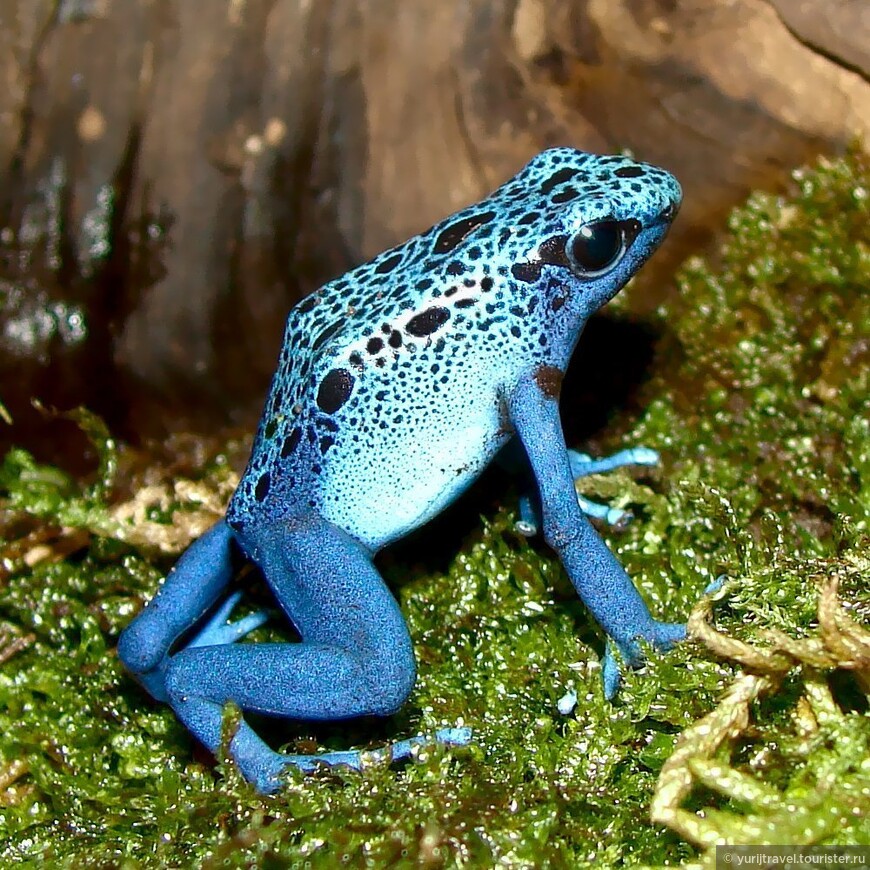 Лягушка голубой древолаз (Dendrobates azureus). Яд ее кожных выделений местные народы используют и для охоты на животных, смазывая им кончики стрел, и в качестве болеутоляющего средства