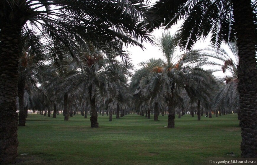 Шарджа. AlNakheel Oasis