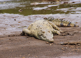 Крокодилы здесь огромные! Но ленивые. Когда сытые, конечно... 